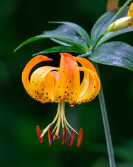 A single flower of the Turk's Cap Lily, Lilium superbum. The exotic-looking orange yellow flower hangs down from the stem, surrounded by an arrangement of whorled leaves.