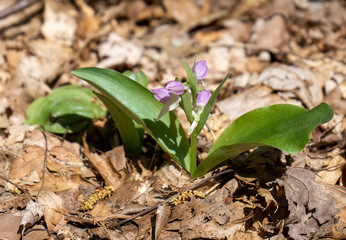 A Showy Orchid, Galearis spectabilis. Details the large fleshy leaves and hooded flowers. Photographed in the spring on Cove Hardwood Trail in the GSMNP.