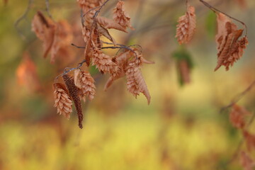 foglie nel bosco in autunno