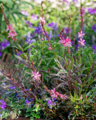 Fototapeta premium A garden bed with pink Guara against a background of purple sage and verbena. Selective focus.
