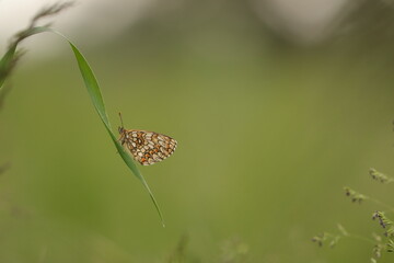 una farfalla melitaea al tramonto