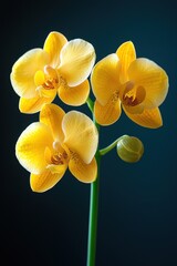 Fototapeta premium Yellow orchid flowers bloom on a green stem against a dark background.