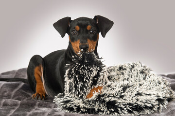 Cute pinscher puppy lying on a blanket and looks to the camera