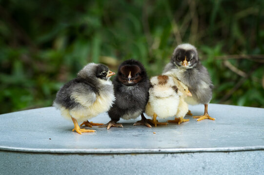 baby chickens sitting on metal bucket