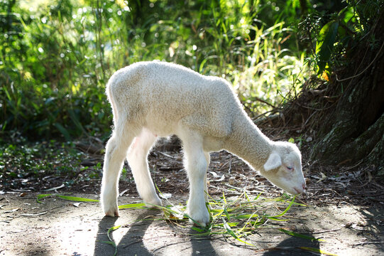 cute baby lamb eating grass next to tree