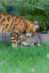 Bengal Mutter mit ihrem Kitten im Garten