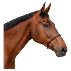 Obraz premium Elegant Brown Horse Portrait with a Soft Expression and Bright Eyes, isolated on transparent background.