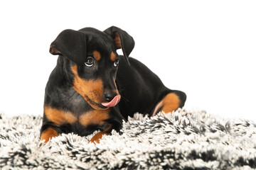 Cute pinscher puppy lying on a blanket licks his mouth and looks innocently upwards