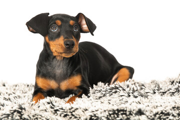 Cute puppy lying on a blanket and looks up