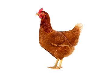 Fototapeta premium Brown Hen: High-Quality Image of a Domestic Chicken