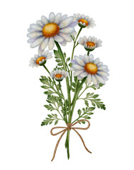 Chamomile Botanical Illustration