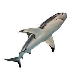 Fototapeta premium blacktip shark Fish in transparent background.Majestic Caribbean Reef Shark Swimming Gracefully in the Ocean Depths