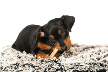 Puppy lying on a dog bed with a chew bone