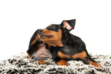 Cute puppy lying on a blanket and scratches himself