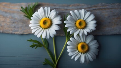 Chamomile flower against a background