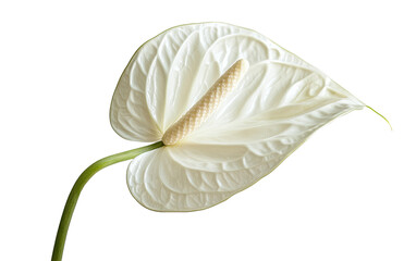 White flower with a green stem on transparent or white background
