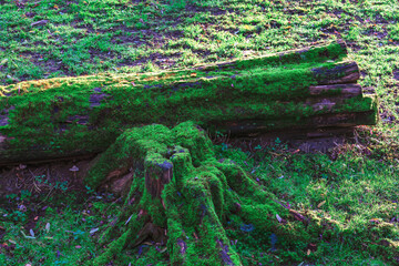 Fallen log, covered in vibrant moss, rests on the ground amidst a bed of green grass. Decaying wood, overtaken by a lush carpet of moss, lies on the forest floor