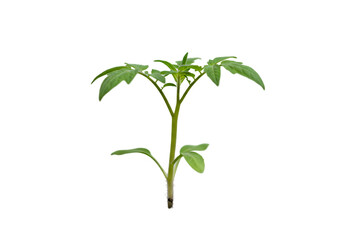 Fototapeta premium Vibrant Tomato Seedling: Growth, Gardening, and Botany on Transparent background