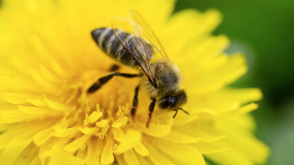 A close-up of a bee collecting nectar from a blooming dandelion