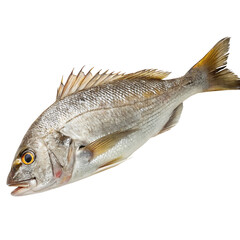 croaker Fish in transparent background.A Freshly Caught Grey Mullet Fish on Transparent background Preparation for Cooking