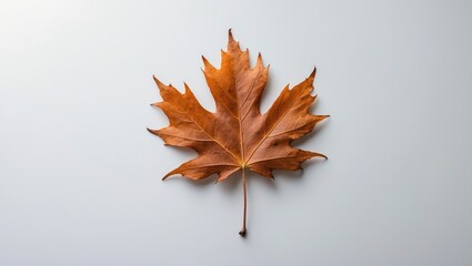 A dry leaf conveying a message