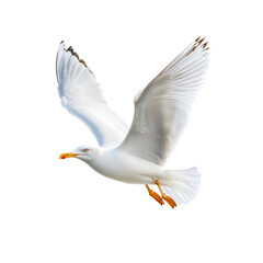Majestic Seagull in Flight, Isolated on Transparent Background