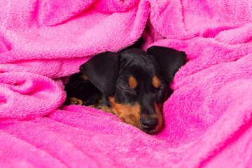 Cute pinscher puppy sleeping on a pink blanket