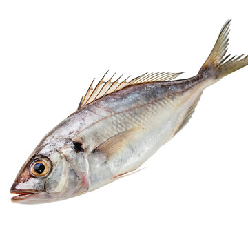 halfbeak Fish in transparent background.Freshwater Fish on Ice Close Up View Showing Details of the Scales and Fins