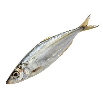 halfbeak Fish in transparent background.Freshwater Fish Closeup Image Showing Details of Silver Scales and Fins