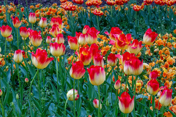 Fototapeta premium Tulpenbeete im Kölner Rheinpark 