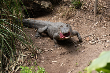 the alligator is carrying a lump of meat