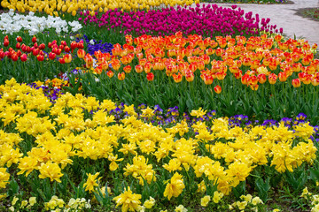 Obraz premium Tulpenbeete im Kölner Rheinpark 