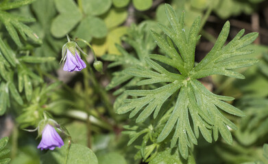 Geranio, geranio columbinum