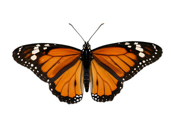 Naklejka premium Butterfly flying isolated on transparent background