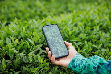 Using smart phone taking photo of geen tea shoots in spring ,China