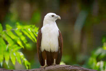 the brahminy kite is perched on a branch