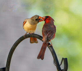 Bird cardinal male and female kissing on a metal pole