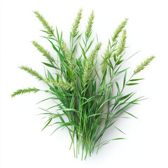 Fototapeta premium Variegated grass isolated on white background