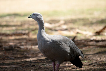 the cape barren goose is in a field