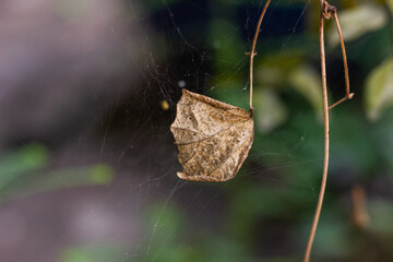 Close-up of a dry leaf caught in an intricate spiderweb against a blurred green background....
