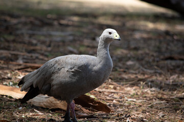 the cape barren goose is in a field