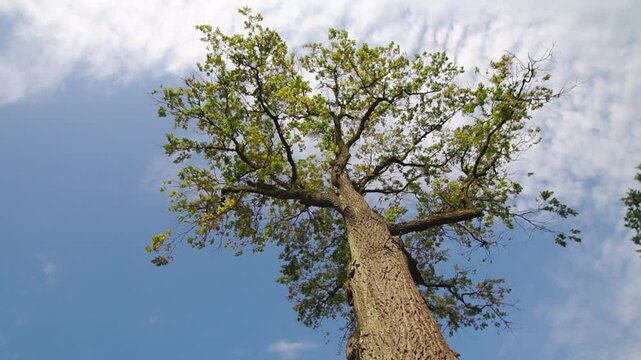 Tall green tree in front of a blue cloudy sky low angle view at sunny day
