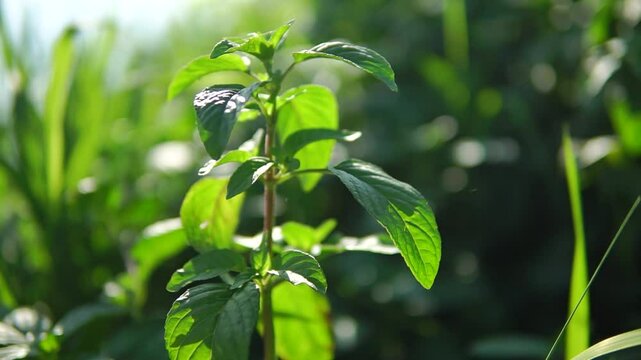 
Wild peppermint close-up shot with shallow depth of field at sunny day
