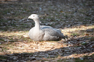 the cape barren goose is resting in the park