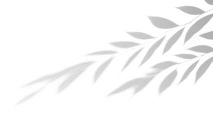 shadow overlay effects of realistic treen foliage leaves shadows isolated on transparent background,shadow for product presentation interior backdrop design,Summer wall abstract shadow overla