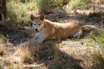 the golden dingo is resting