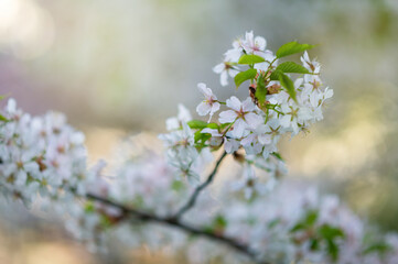White cherry blossoms on branch with green leaves against blurred spring garden background