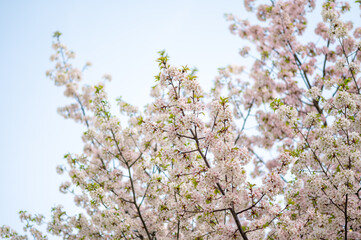 Branches of cherry tree covered with delicate pink and white blossoms under clear blue sky