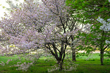 tree of lushly blooming sakura in spring garden on lush green grass, spring mood