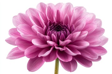 Obraz premium Beautiful pink flower with layered petals blooming brightly in a natural setting during daylight hours